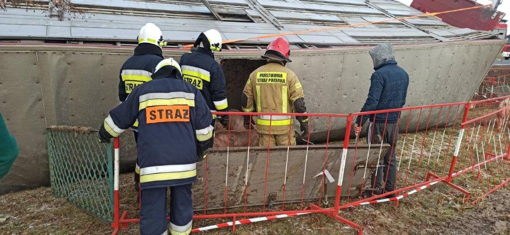 Tir ze zwierzętami w rowie. Padło 40 świń Fot.: JRG Turek