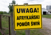 Nowe gminy w czerwonej strefie ASF. Hodowcy świń muszą uważać