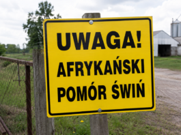 Nowe gminy w czerwonej strefie ASF. Hodowcy świń muszą uważać