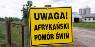 Nowe gminy w czerwonej strefie ASF. Hodowcy świń muszą uważać