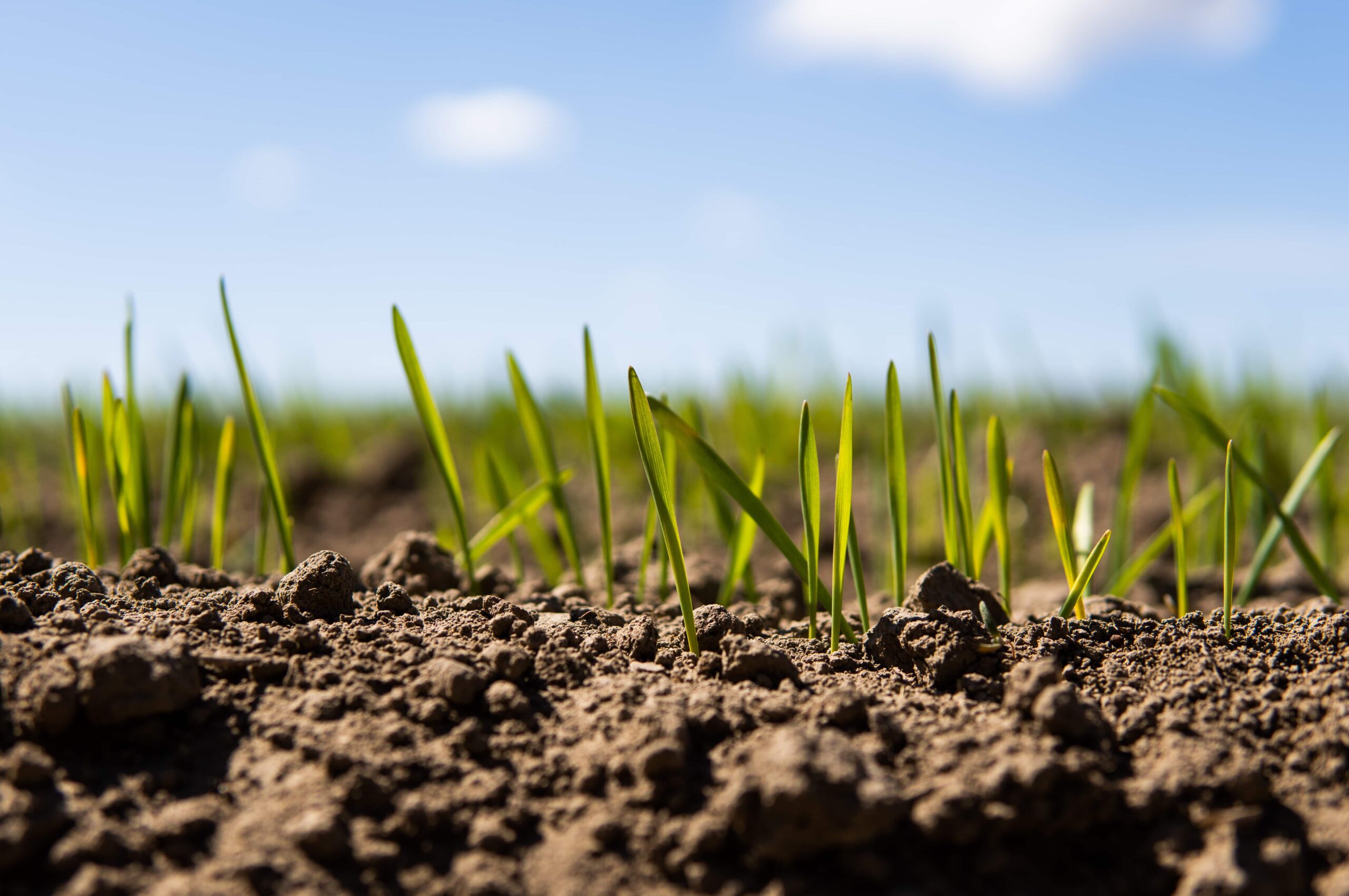 Znaczenie żywej fabryki azotu