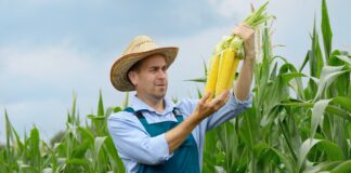CIECH Agro Romania rozpoczyna działalność