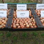 Import cebuli kosztował prawie 200 mln zł