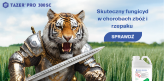 Jak skutecznie i ekonomicznie zwalczać choroby grzybowe?