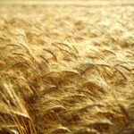 Simbiose i Corteva Agriscience podpisują umowę w celu wprowadzenia biorozwiązania rolniczego do Europy
