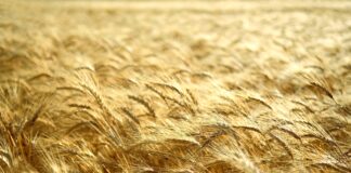 Simbiose i Corteva Agriscience podpisują umowę w celu wprowadzenia biorozwiązania rolniczego do Europy