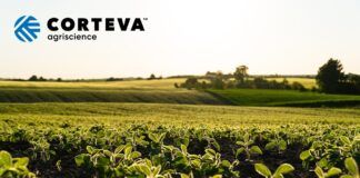 Corteva Agriscience: Zwiększenie europejskiej produkcji roślin białkowych wymaga konkretnych rozwiązań