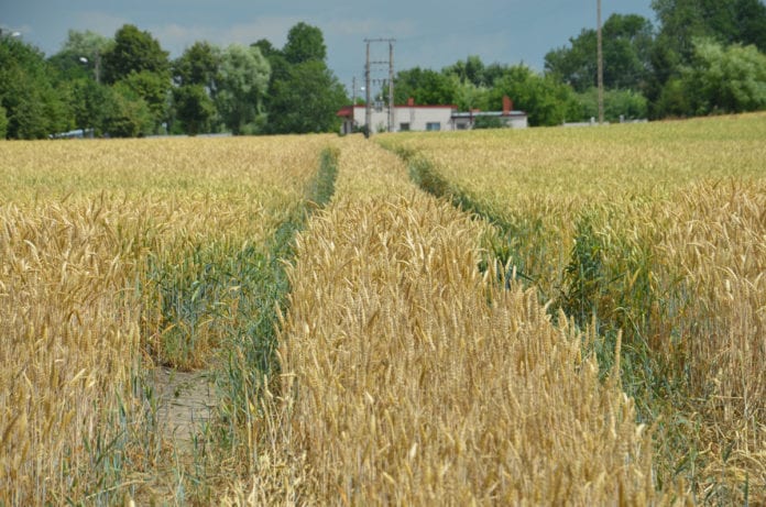 woda, susza, walka z suszą, niedobory wody