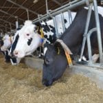 Naukowcy znaleźli rozwiązanie problemu oporności na antybiotyki