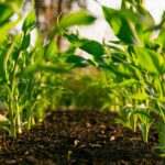 Miliardy w dopłatach UE: Greenwashing czy prawdziwy zielony impuls w rolnictwie?