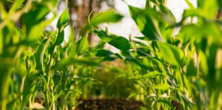Miliardy w dopłatach UE: Greenwashing czy prawdziwy zielony impuls w rolnictwie?