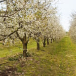 Jak indukują naturalną odporność, drzewa i krzewy owocowe
