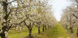 Jak indukują naturalną odporność, drzewa i krzewy owocowe