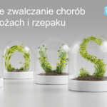 Jaką strategię ochrony fungicydowej zbóż ozimych obrać, uwzględniając obecną sytuację ekonomiczną?