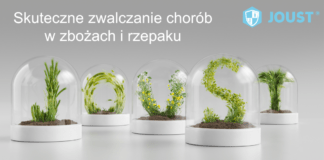 Jaką strategię ochrony fungicydowej zbóż ozimych obrać, uwzględniając obecną sytuację ekonomiczną?