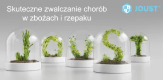 Jaką strategię ochrony fungicydowej zbóż ozimych obrać, uwzględniając obecną sytuację ekonomiczną?