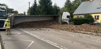 Buraki zablokowały drogę. Kierowca przeszarżował!