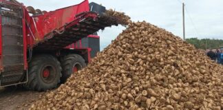 Rewolucja energetyczna w branży cukrowniczej. Wysłodki zasilą biogazownie