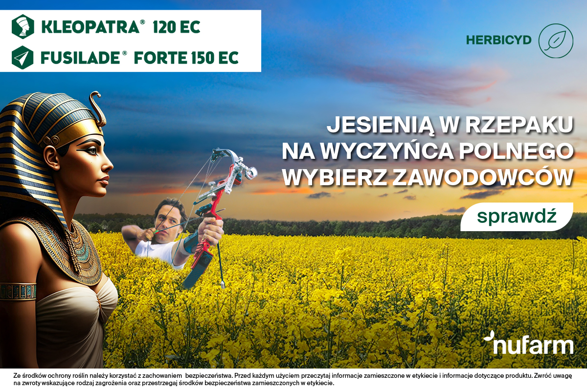 Jak zwalczyć silną presję wyczyńca polnego w rzepaku?