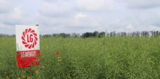 Padł nowy światowy rekord plonu rzepaku