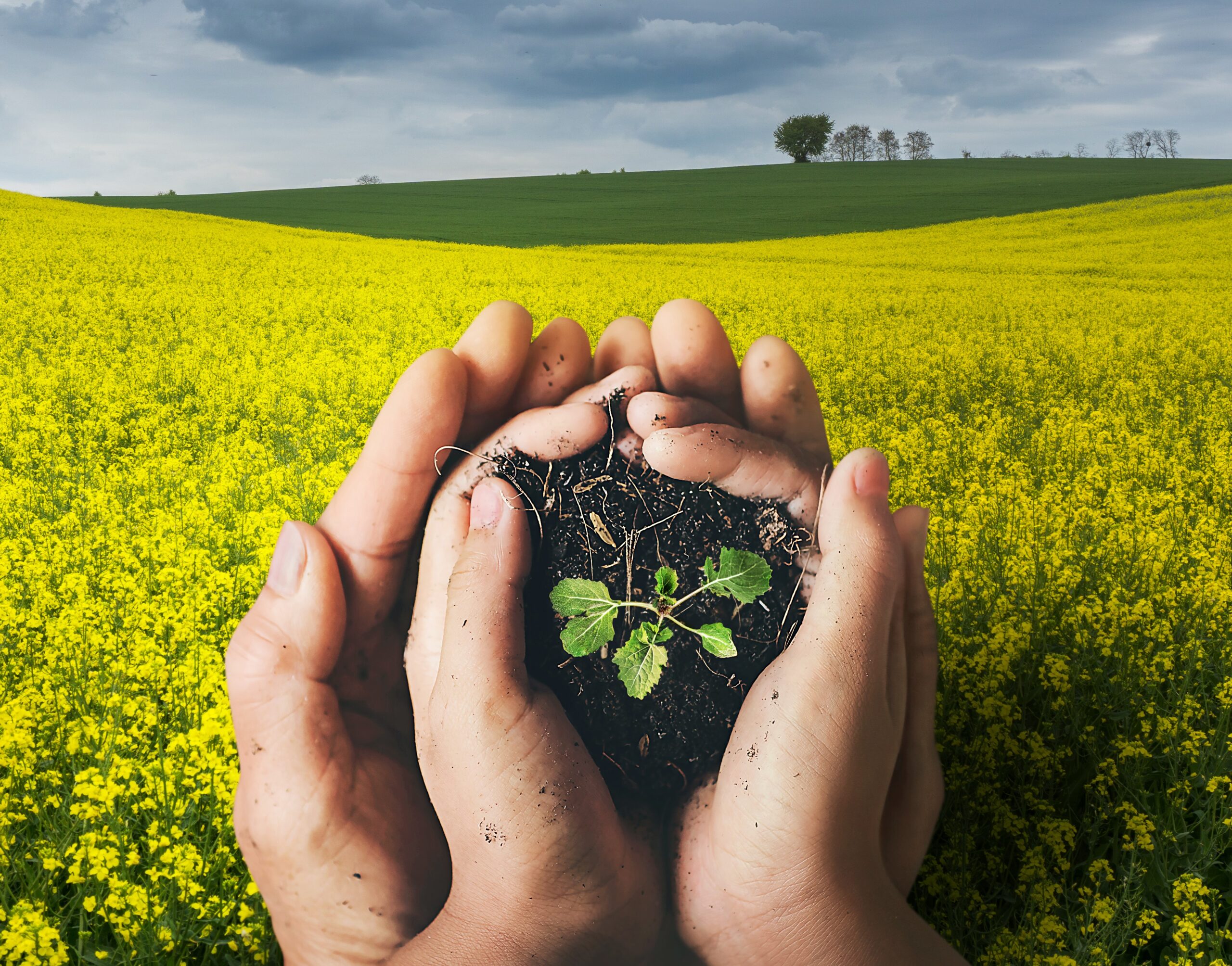Innowacyjne zaprawy nasienne od Corteva Agriscience