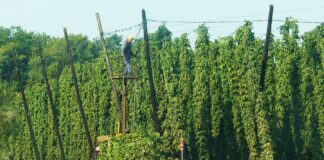 Pomoc dla producentów chmielu – zasady
