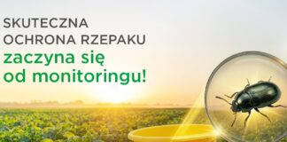 Kiedy naprawdę zaczyna się sezon wiosennej ochrony insektycydowej rzepaku?