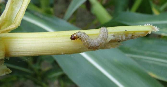 omacnica prosowianka, słonecznica orężówka, rolnice, piętnówki, Trichogramma brassicae, kruszynek, Ochrona kukurydzy, Metoda biologiczna, 