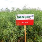 Rzepak ozimy PT 315 F1 – mistrz plonu i odporności