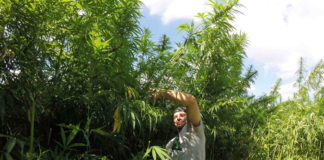 Polskie firmy zasiały konopie przemysłowe. Plony na przełomie sierpnia i września