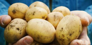 Corteva Agriscience otrzymała globalną licencję na wyłączność do badania działania biofungicydów