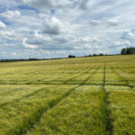RAGT przejmuje jęczmień browarny Syngenty. Nowy układ sił na rynku nasion