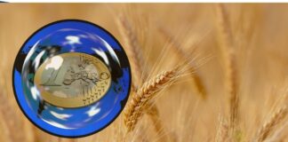 Euro w górę, ceny zbóż w dół. Jak prognozy plonów wpływają na giełdy?