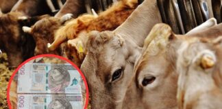 UWAGA! Od dziś ARiMR przyjmuje wnioski o wsparcie dla hodowców