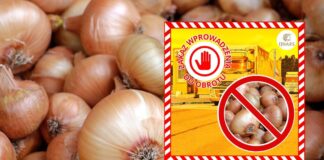 Zepsuta cebula z Rosji miała trafić na polski rynek. Inspektorzy zatrzymali 20-tonowy transport