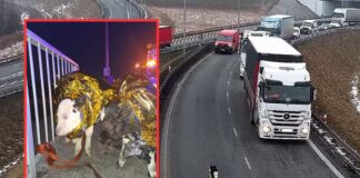 Szok na autostradzie! Cielaki biegały między pędzącymi autami