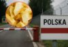 Towar z Azji nie trafi do sklepów. 13,5 TON ananasów zatrzymanych na granicy