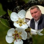 Przymrozki zniszczyły sady. Czarnek wzywa rząd do pilnej pomocy rolnikom