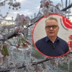Straty w sadach są ogromne. Związek Sadowników szykuje raport dla KE i oczekuje rekompensat