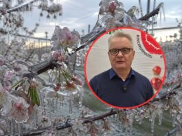 Straty w sadach są ogromne. Związek Sadowników szykuje raport dla KE i oczekuje rekompensat