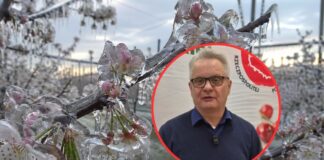 Straty w sadach są ogromne. Związek Sadowników szykuje raport dla KE i oczekuje rekompensat
