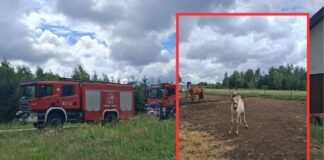 Chwile grozy w Zalesiu. Trzy konie padły po porażeniu prądem