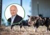 POLPIG o strategii UE dla hodowli zwierząt: jest zmiana tonu, ale wciąż brakuje konkretów