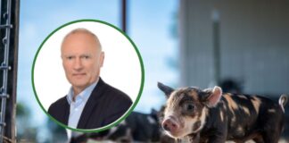 POLPIG o strategii UE dla hodowli zwierząt: jest zmiana tonu, ale wciąż brakuje konkretów