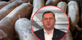Nawet 2 mln zł dla producentów świń i bydła. Minister zapowiada wsparcie dla hodowców