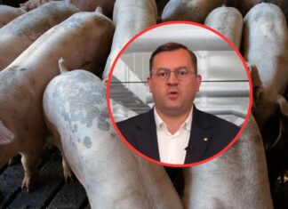 Nawet 2 mln zł dla producentów świń i bydła. Minister zapowiada wsparcie dla hodowców