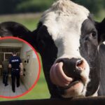 Nocna kradzież krowy w Rajczy! Policja wytropiła sprawców po… odchodach