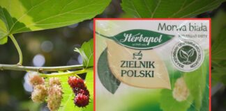 GIS ostrzega! Niebezpieczna partia herbatki ziołowej z Salmonellą