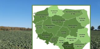Dzierżawa wciąż na topie. KOWR podał ceny gruntów