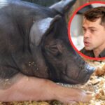Dramatyczna sytuacja na rynku trzody chlewnej. Kołodziejczak sugeruje zmowę cenową i uruchamia UOKiK